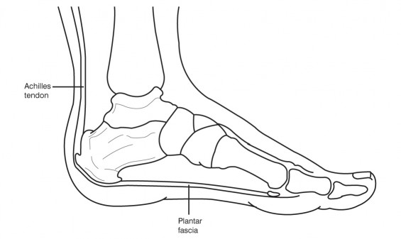 Plantar Fascia